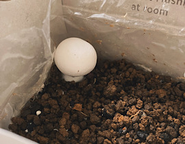 mushroom growing