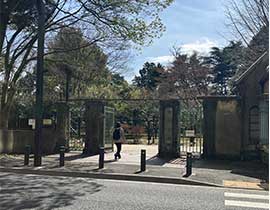 Shinjukugyoen sakura